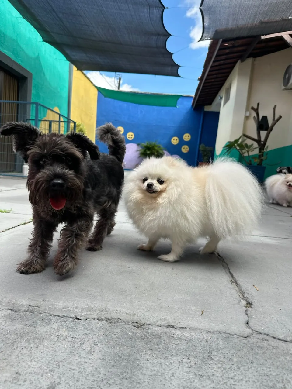 Cão preto e Spitz branco juntos no pátio da 4 Patas