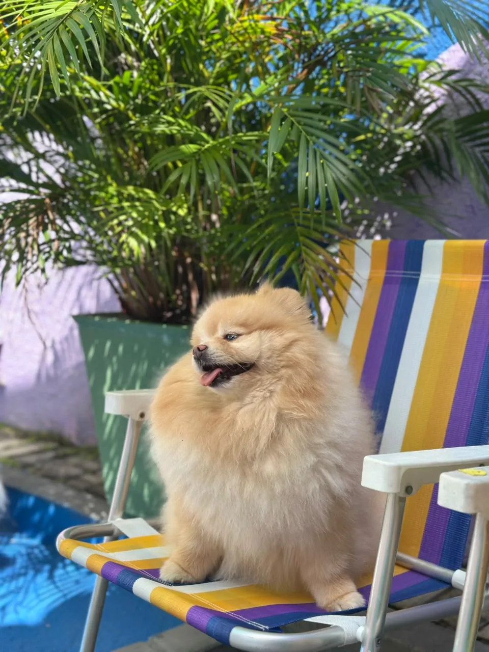 Spitz descansando em uma cadeira listrada junto às plantas