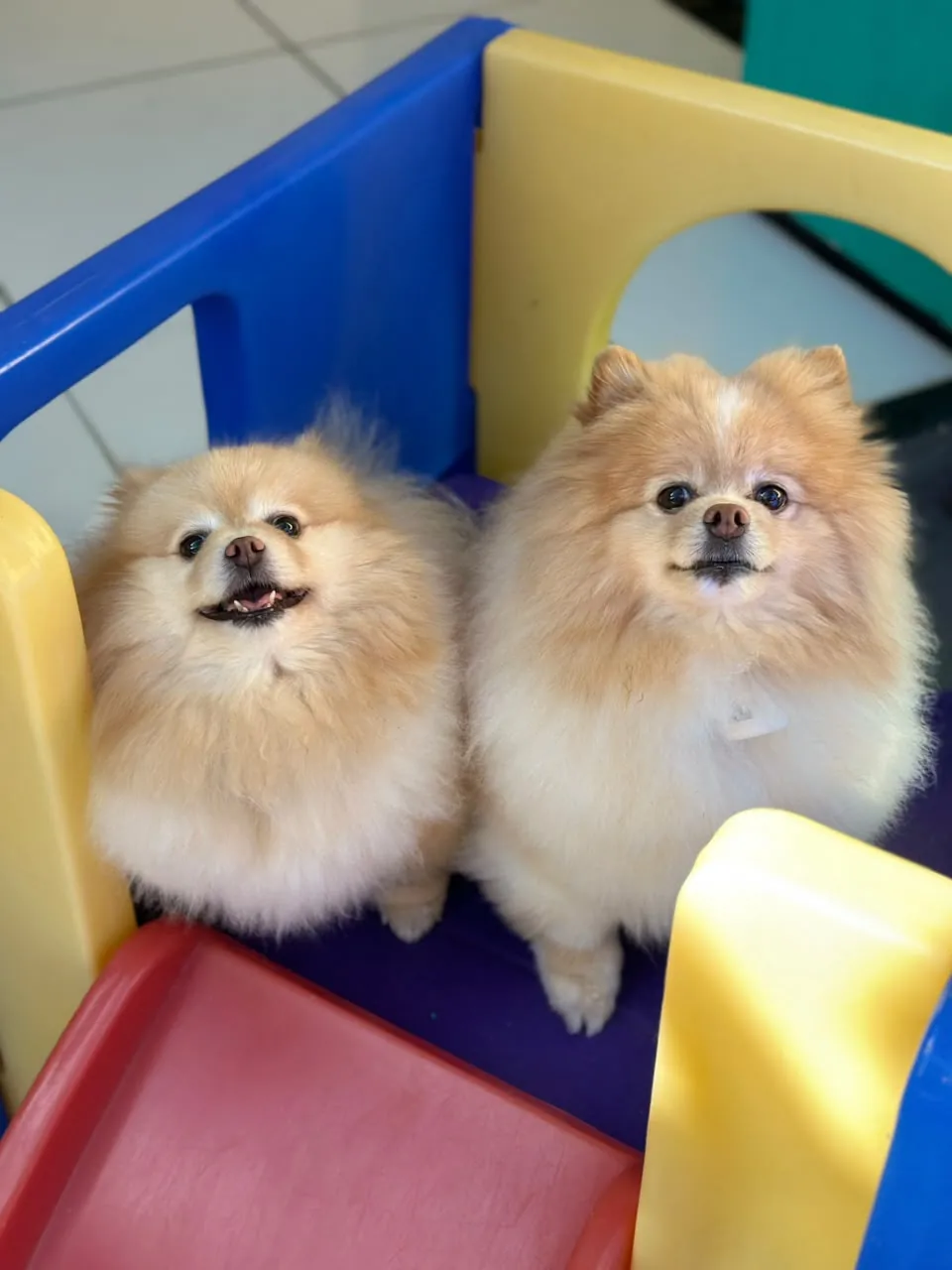 Dois Spitz pequenos juntos no escorregador colorido da 4 Patas