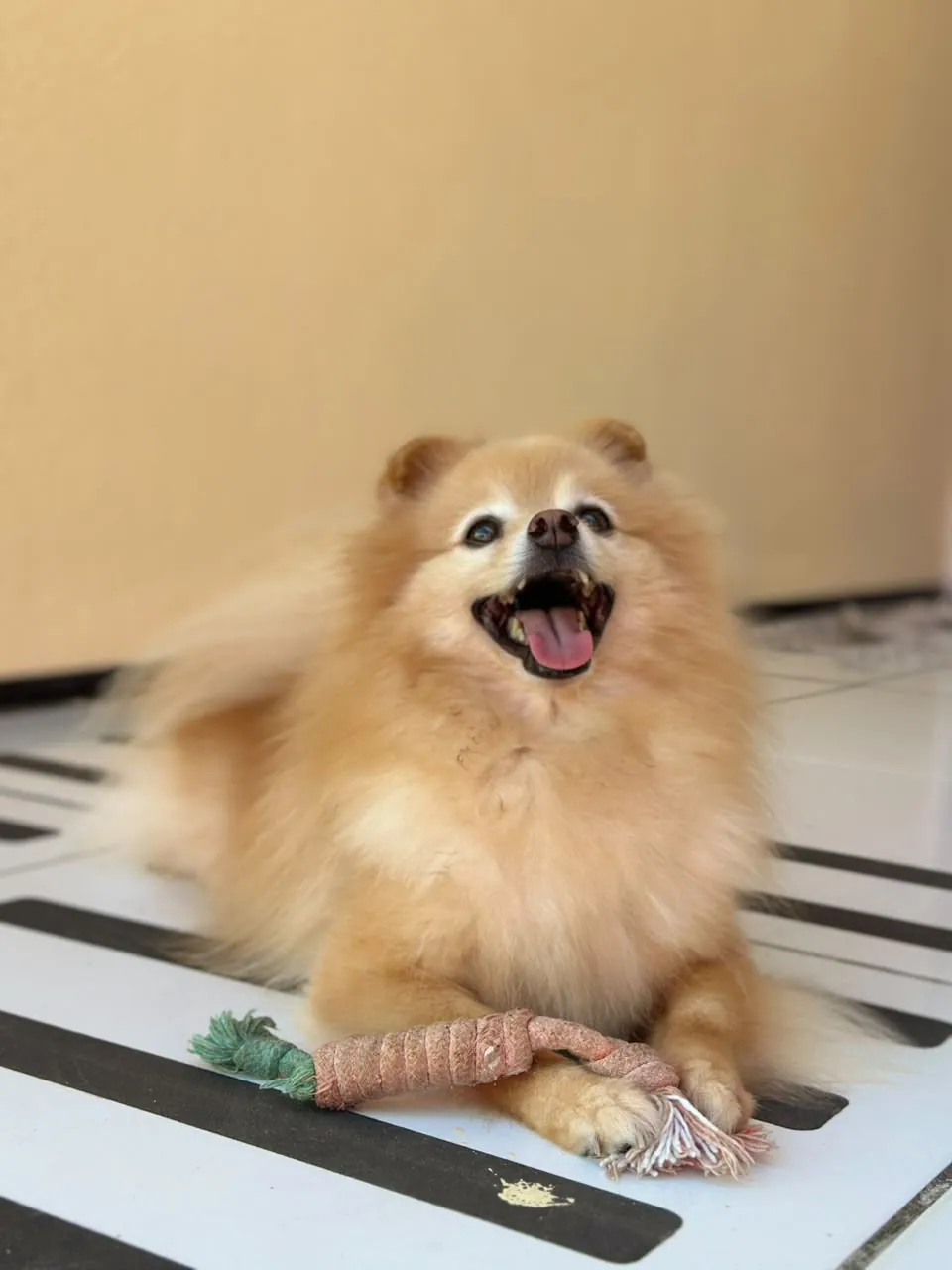 Spitz pequeno descansando com seu brinquedo na 4 Patas Pet Hotel