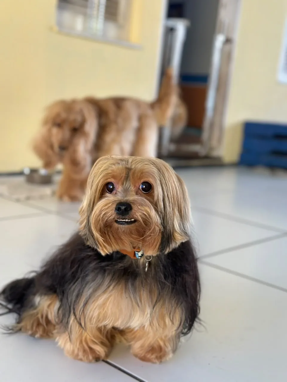 Yorkshire pequeno no espaço interno da 4 Patas